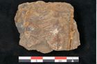 Foto (Detailansicht) von Asterophyllites equisetiformis Br. (NHMW-GEO-2024-0188-11007)